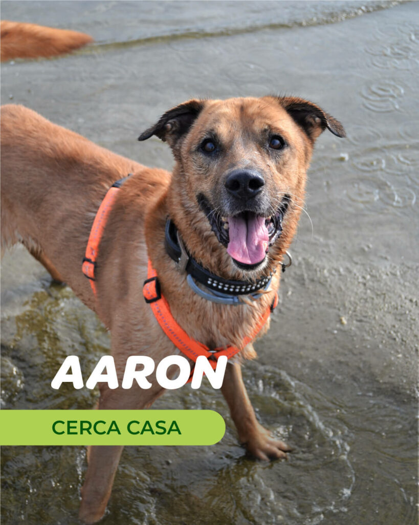 Aaron - Gli Amici di Ohana
