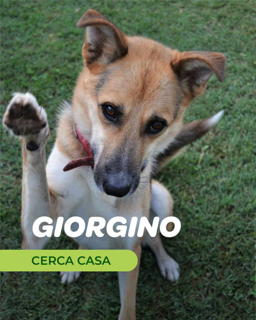 Giorgino - Gli Amici di Ohana