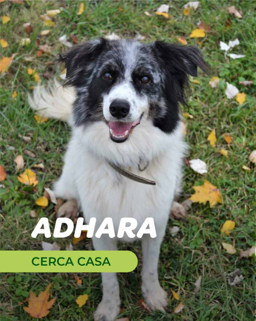 Adhara - Gli Amici di Ohana