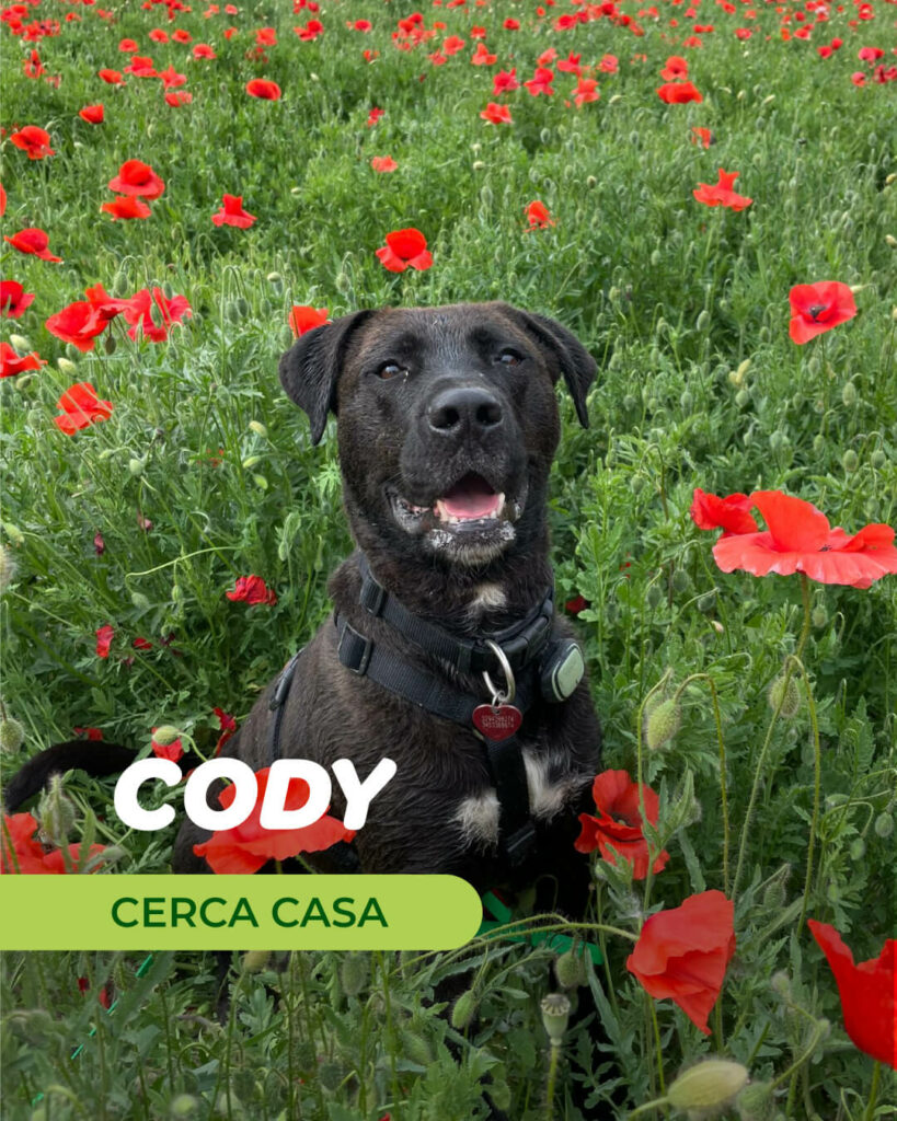 Cody - Gli Amici di Ohana