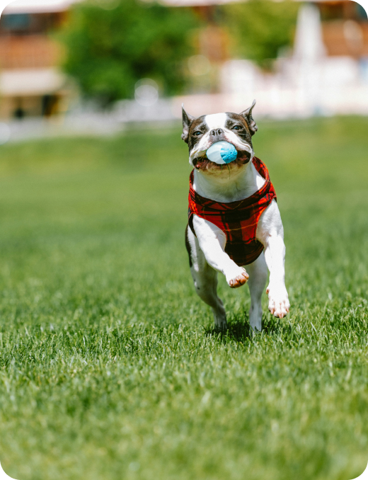 Coccole per Cani - Masticativi Naturali