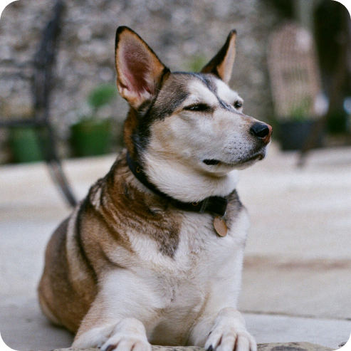 Coccole per Cani - Masticativi Naturali